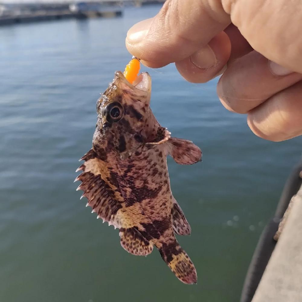 久しぶりのライトソルト