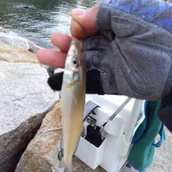 室津のキス釣り