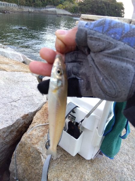 室津のキス釣り