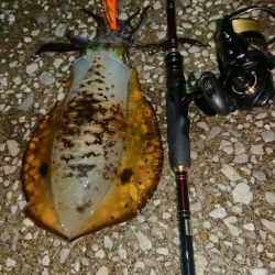 対馬エギング釣果