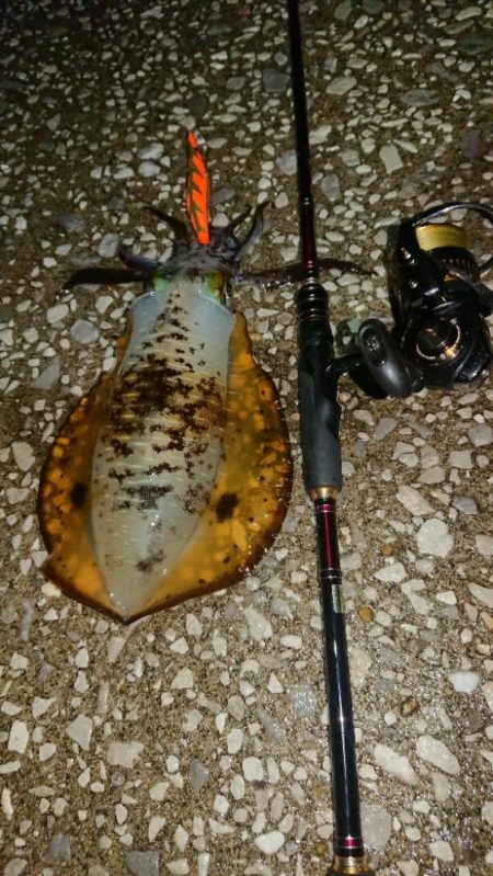 対馬エギング釣果