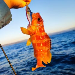 南伊豆でロックフィッシュジギング