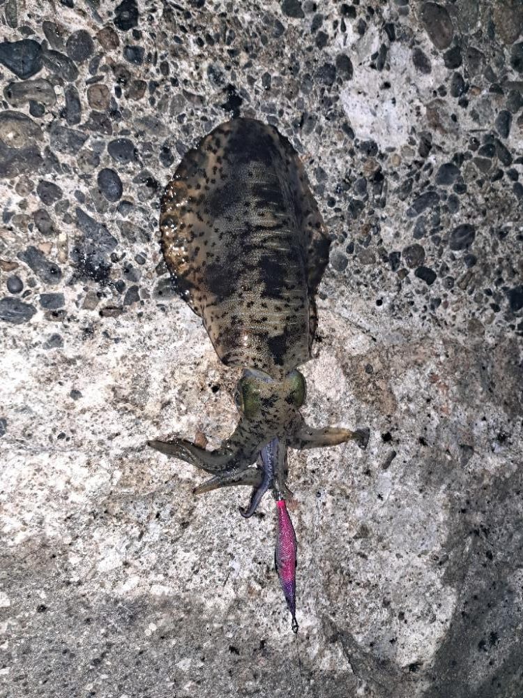 朝活エギング？