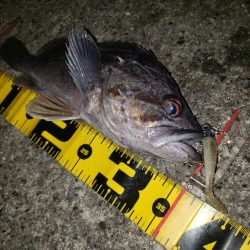 ありがとうソイ君！