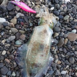 サーフエギング