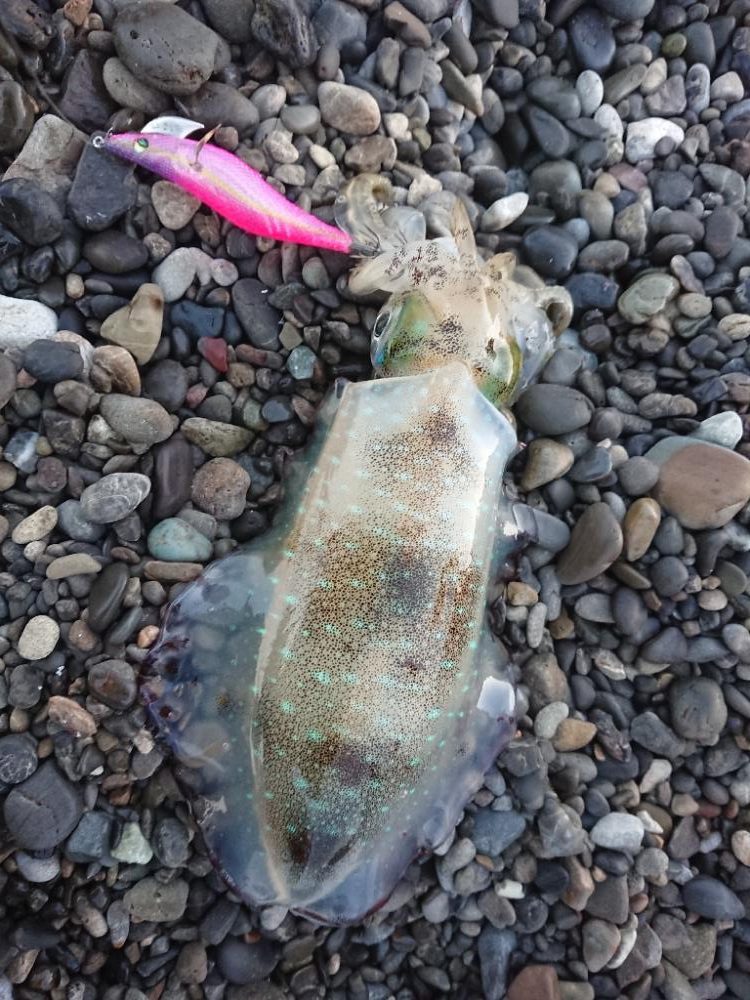 サーフエギング