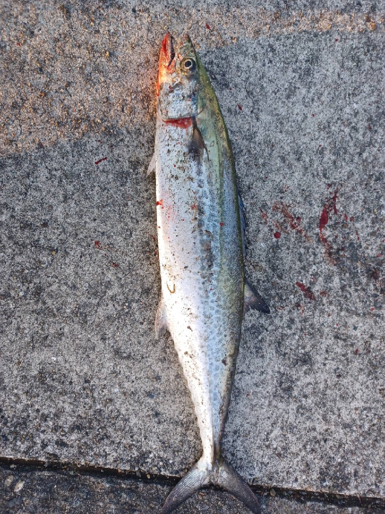 反応はまずまず