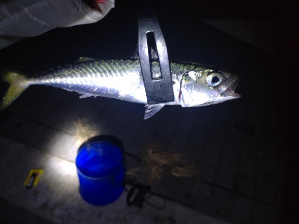 アジング南港にて