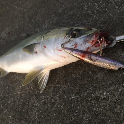 久しぶりのメジロ