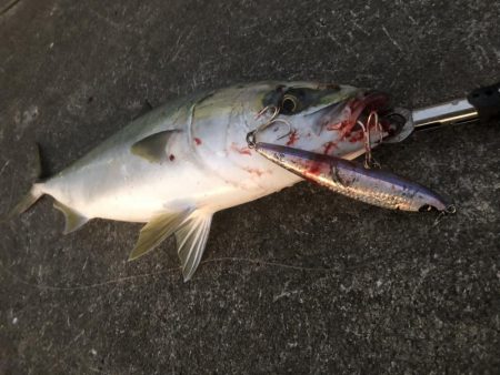 久しぶりのメジロ