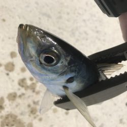 朝マズメのアジング