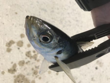 朝マズメのアジング