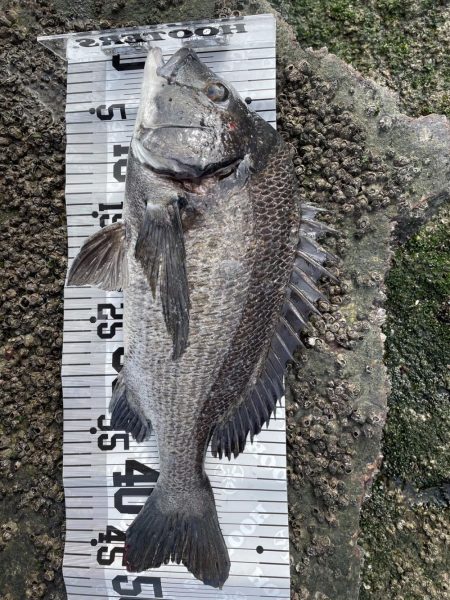 イチノ兄弟（兄）釣果！