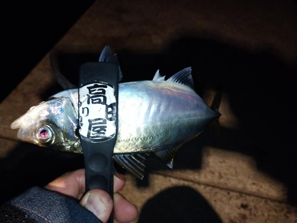 尺アジチャレンジ