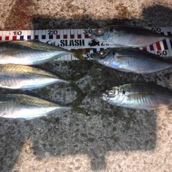 皆既月食アジング