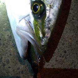 もうちょいでブリ