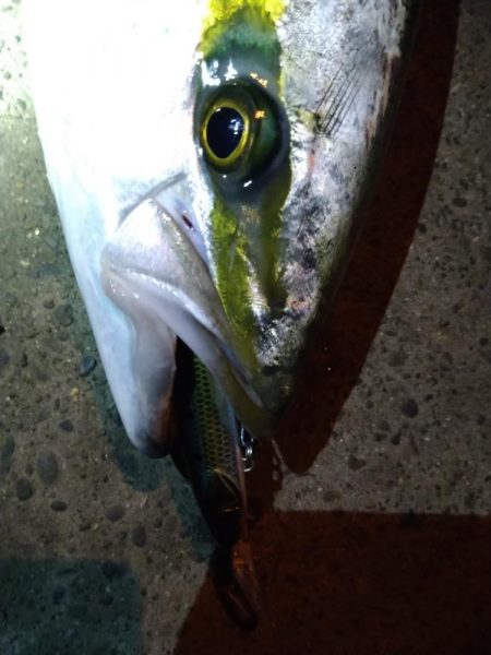 もうちょいでブリ