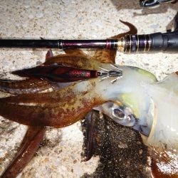 対馬エギング釣果