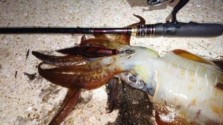 対馬エギング釣果