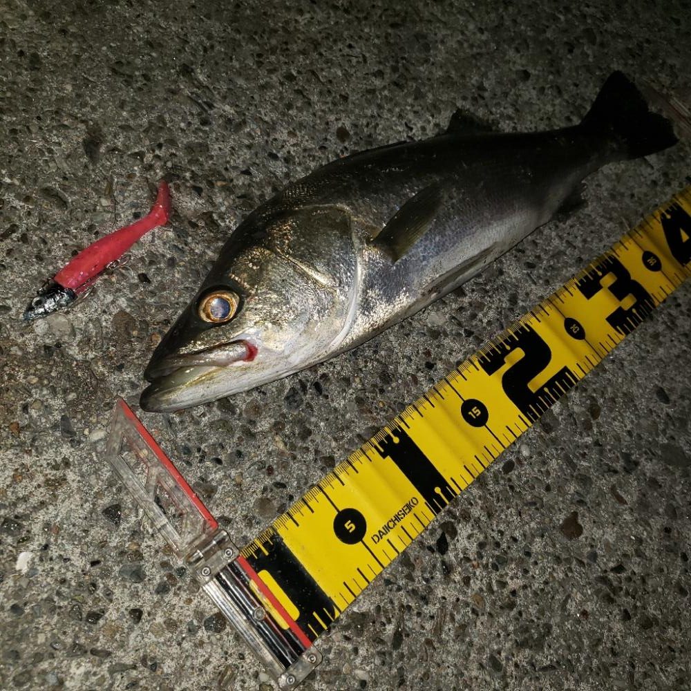 ピンクのワームにバクッ!