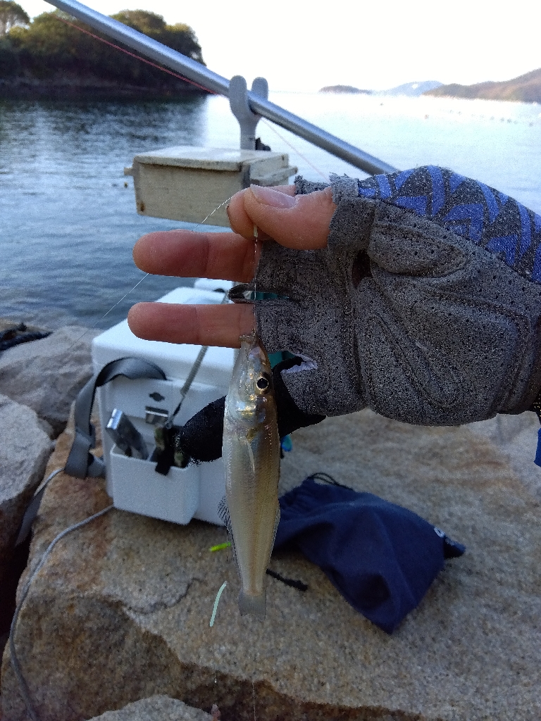 室津のキス釣り