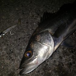 リベンジシーバス