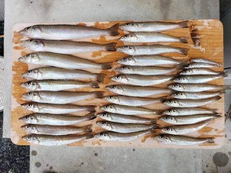 天橋立でキス釣り