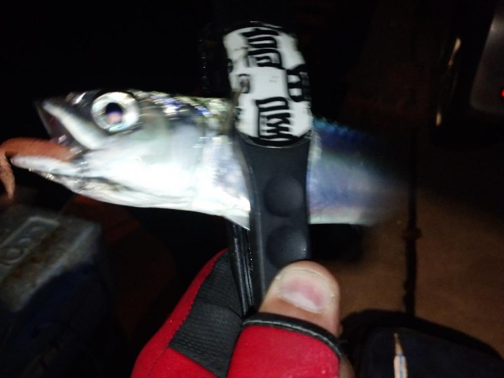 今夜はサバ多め