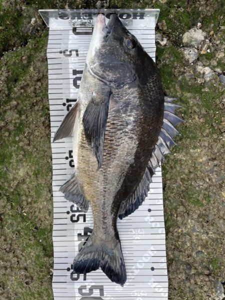 イチノ兄弟（兄）釣果！