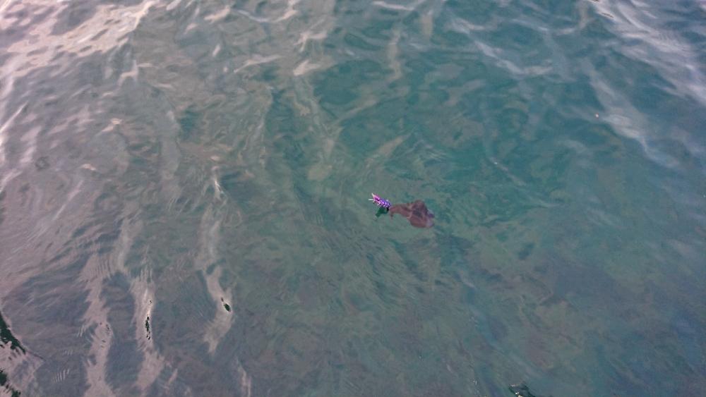 対馬エギング釣果