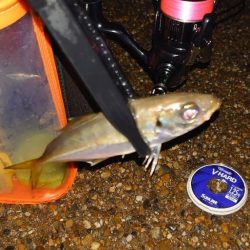 開き直りアジング