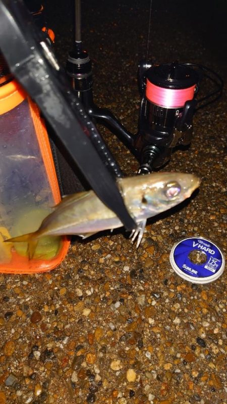 開き直りアジング