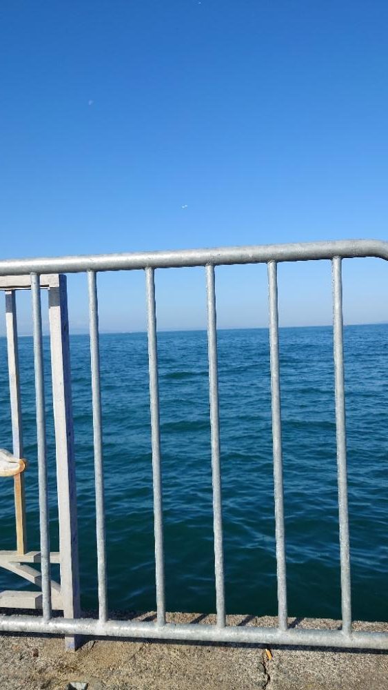 カワハギ、大きくなってきた