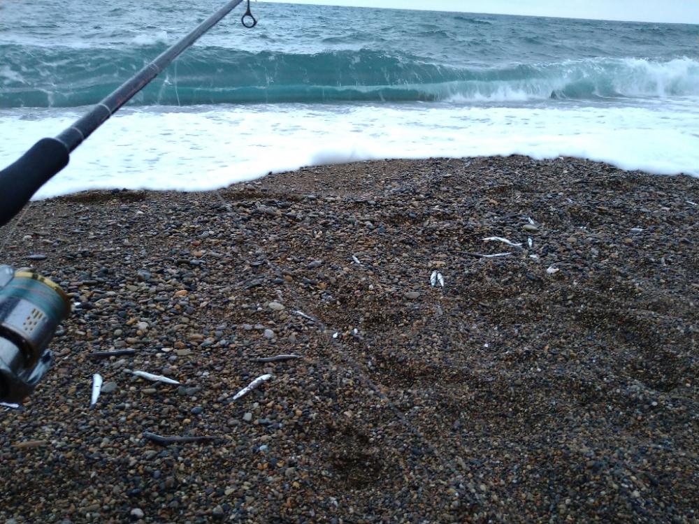 早朝サーフ釣行