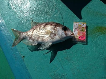 五目狙いの遊動テンヤゲーム