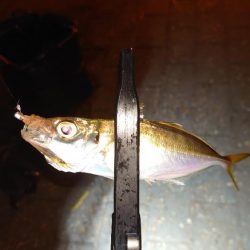 やっと来たねー！