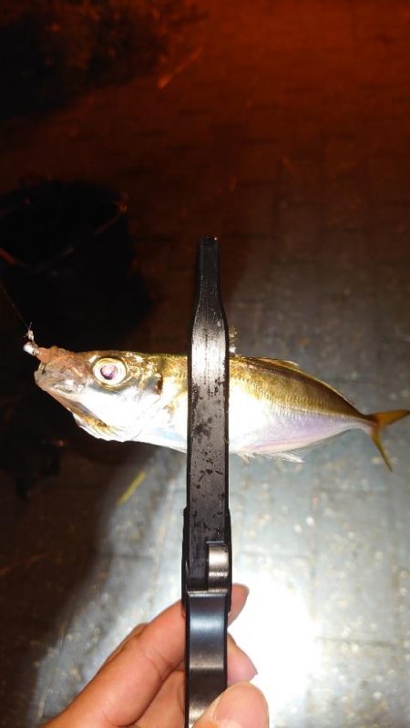 やっと来たねー！