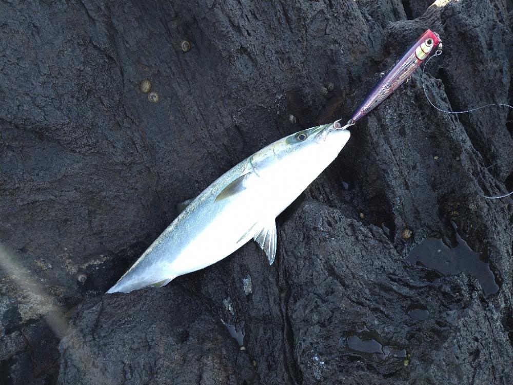 神ノ島でナイスサイズ