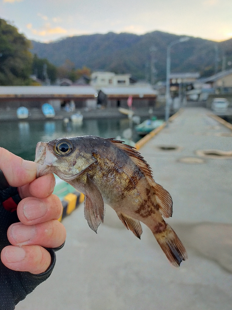 初めてのヒラメ