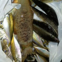 ライトゲームでアオリイカ、カマス、アジ！