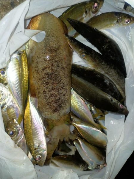 ライトゲームでアオリイカ、カマス、アジ！