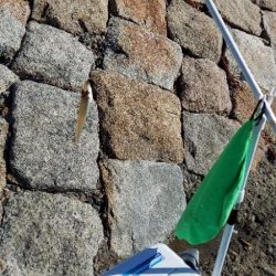 落ちギスを求め