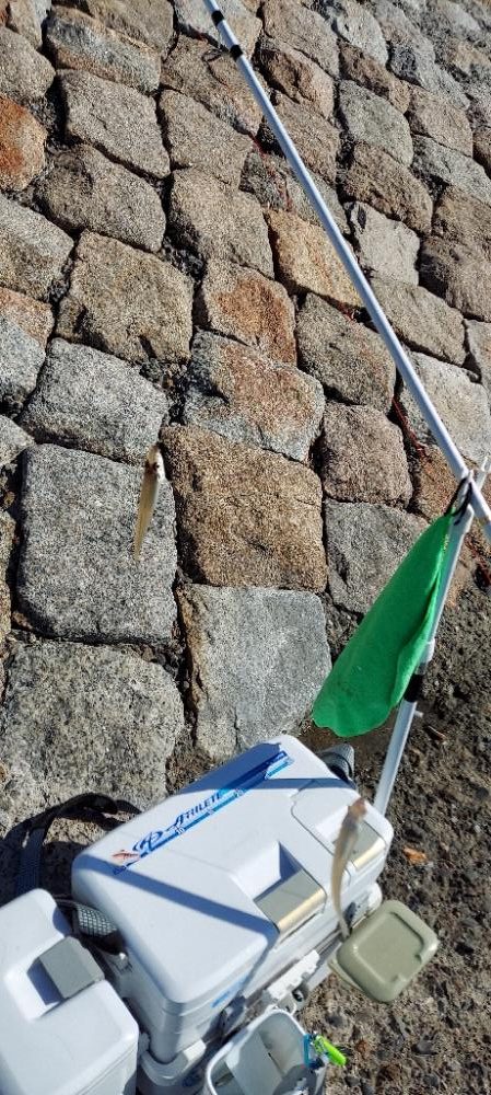 落ちギスを求め