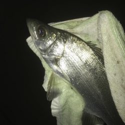 雨降ったらセイゴ!