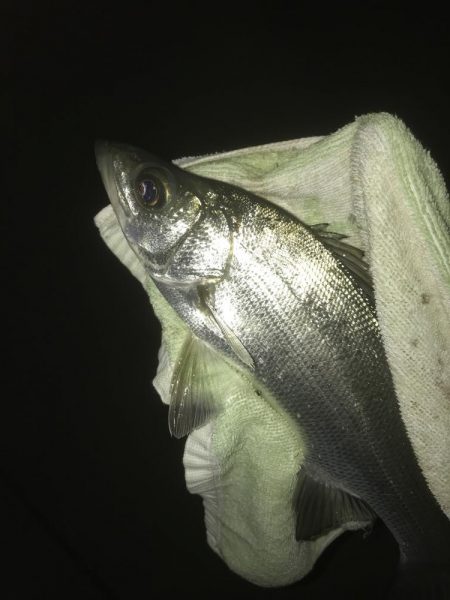 雨降ったらセイゴ!