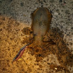 秋イカ終盤戦！