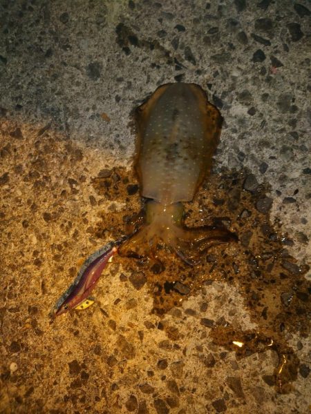 秋イカ終盤戦！