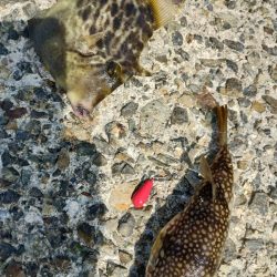 今日もカワハギ