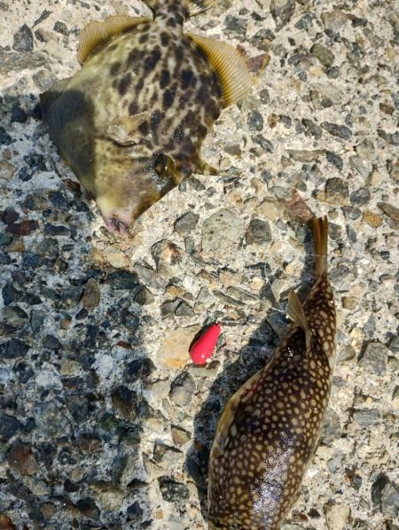 今日もカワハギ