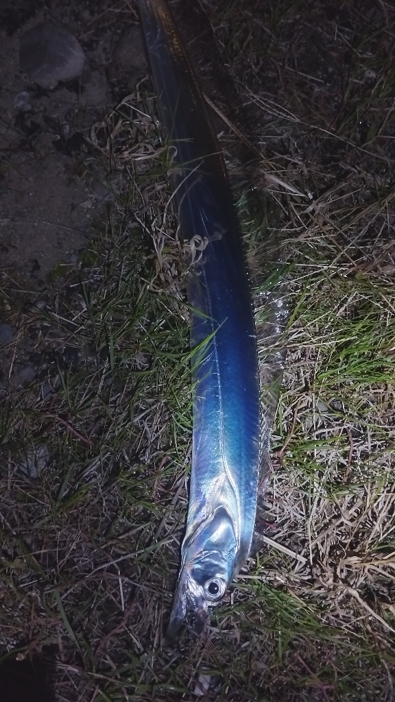 一本釣れる現象